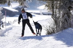 Lenk 2013